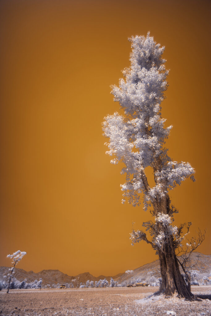 K3G28095 Langtang journey 'poplar' in infrared 01